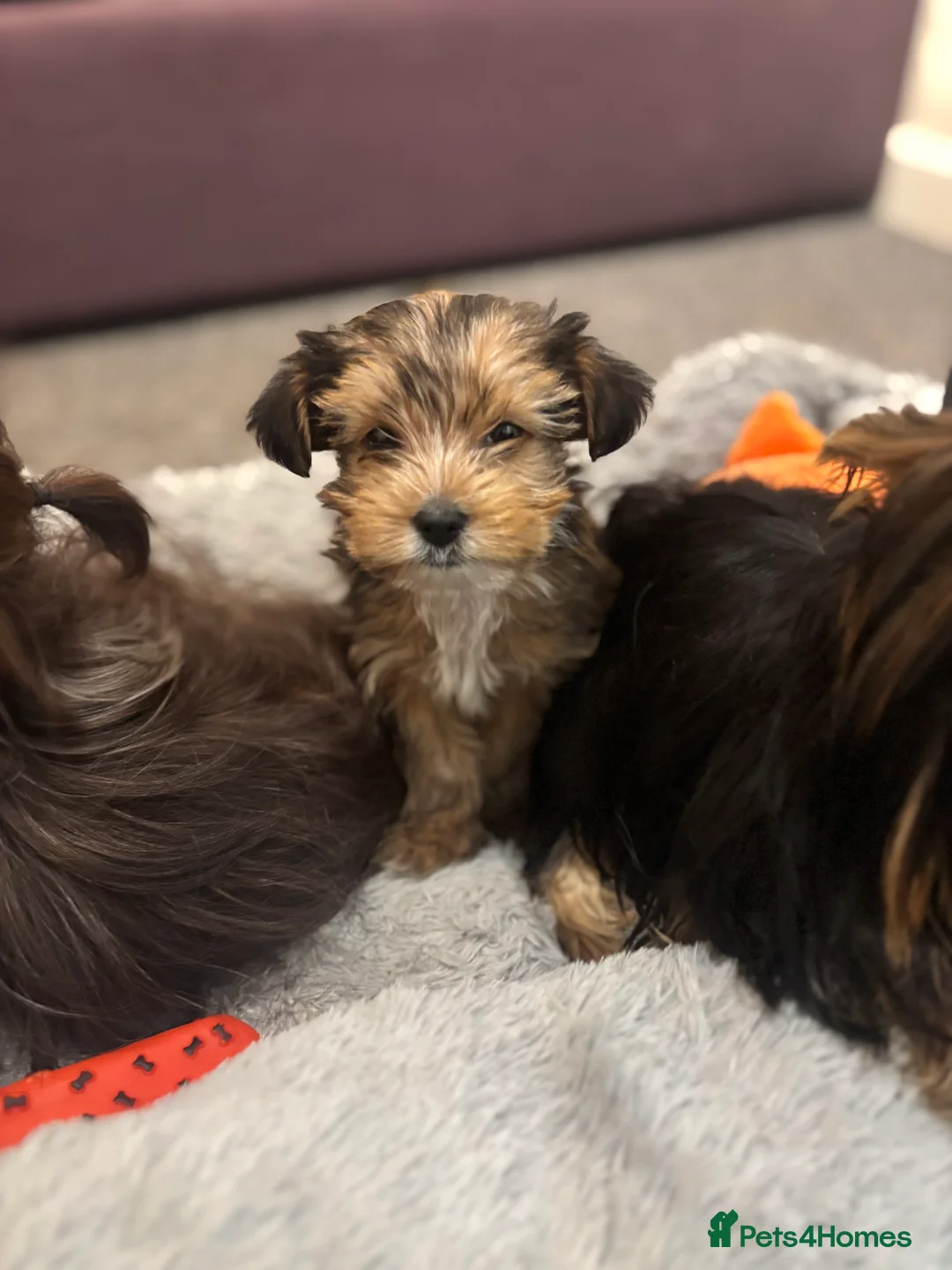 Yorkshire Terrier dogs for sale: Mini Chocolate merle yorkie pup - Advert 1