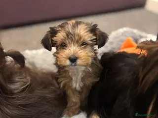 Yorkshire Terrier dogs Mini Chocolate merle yorkie pup - Advert 2