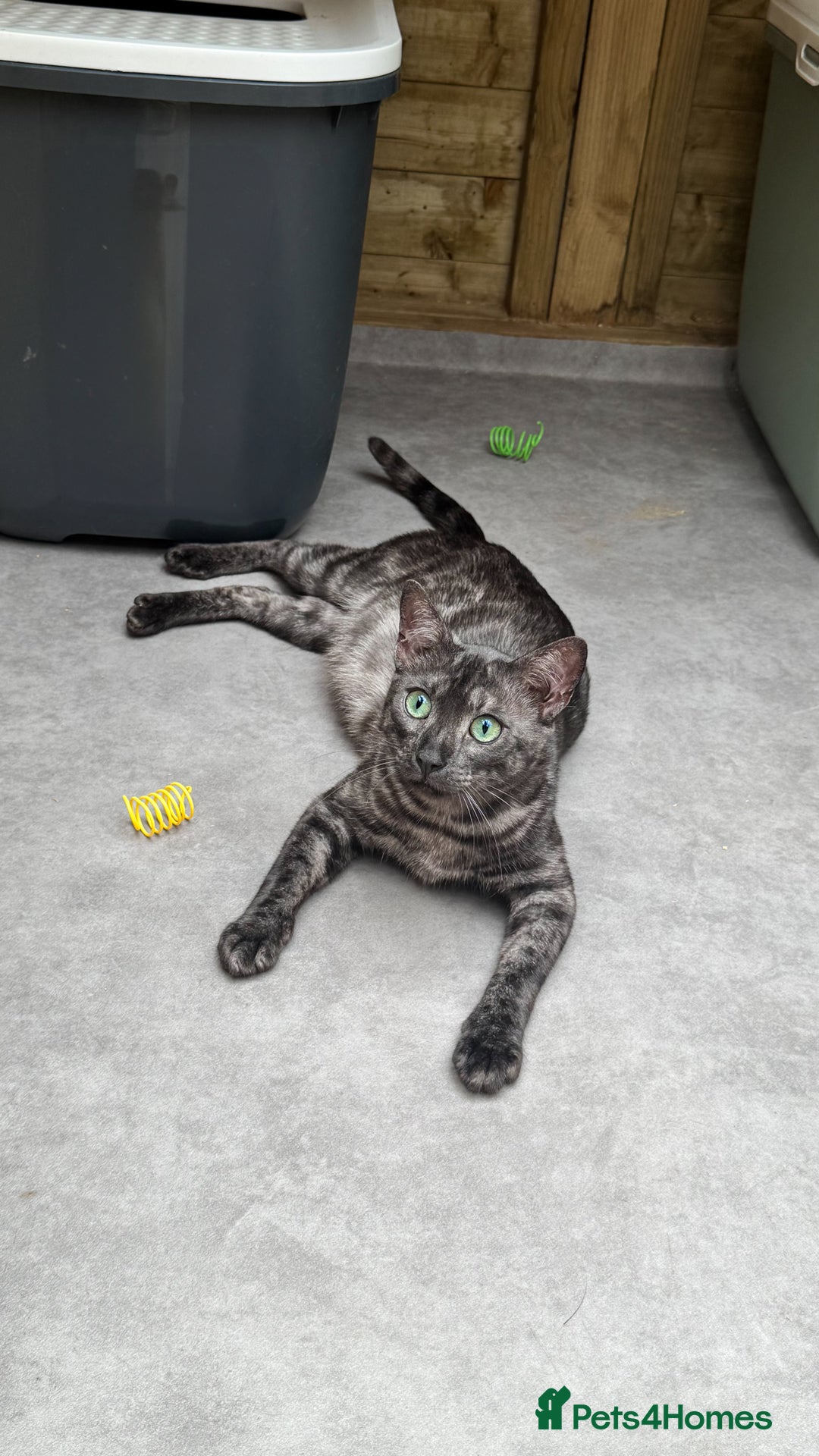 Bengal cats for sale: 😻🐈‍⬛OUTSTANDING PEDIGREE BENGAL 🐈‍⬛ 💯 - Image 19