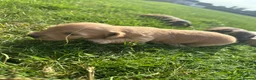 Dachshund dogs for sale: KC REG long haired miniature dachshund - Advert 20