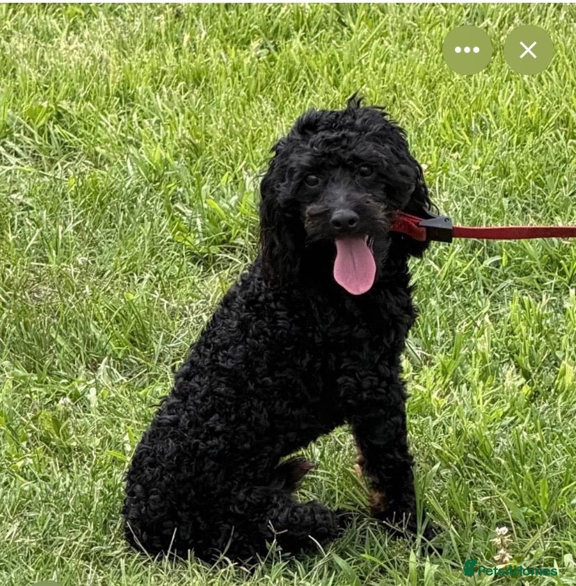 Cockapoo dogs for sale: Cockapoo boy 3 years old  - Advert 1
