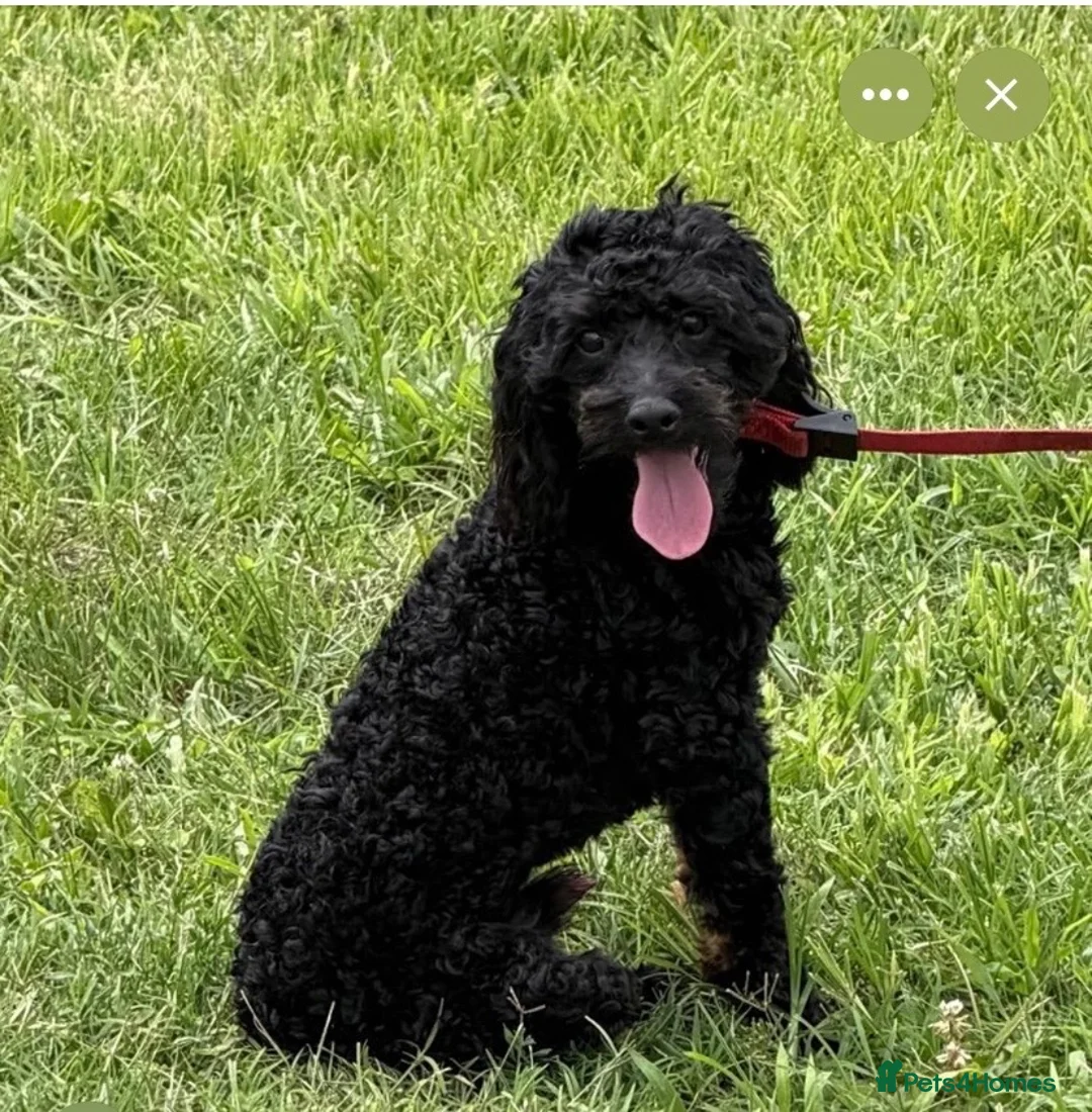 Cockapoo dogs for sale: Cockapoo boy 3 years old  - Advert 1