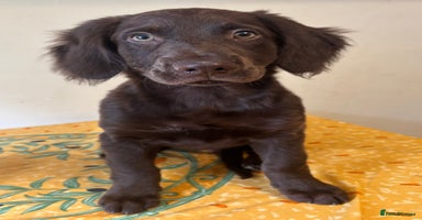 Mixed Breed dogs - Advert 7