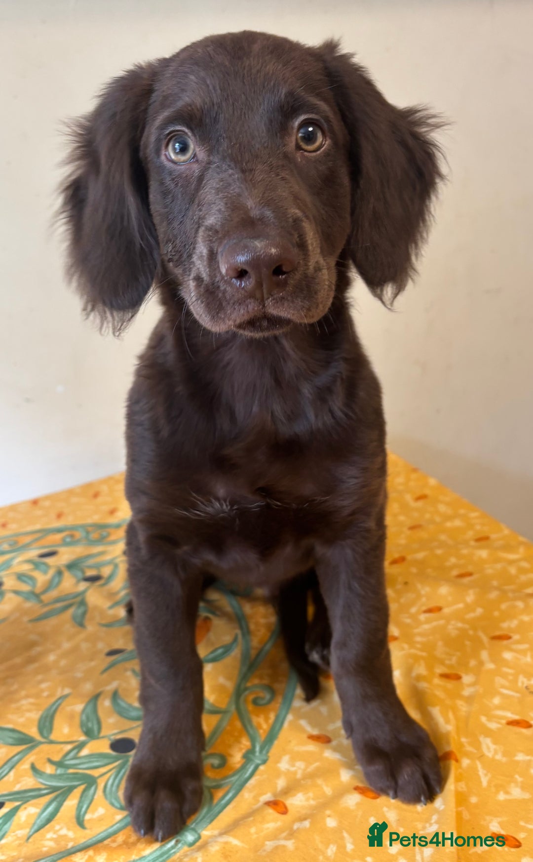 Mixed Breed dogs for sale: Cocker spaniel & boarder collie cross  - Image 2