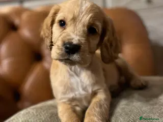 Cockapoo dogs LAST APRICOT BOY F1 COCKAPOO - Advert 5