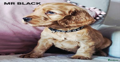 Cocker Spaniel dogs Stunning! Golden Kc Show Type Cocker Spaniels. - Advert 13