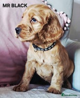 Cocker Spaniel dogs Stunning! Golden Kc Show Type Cocker Spaniels. - Advert 2