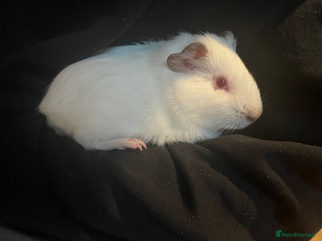 Guinea Pig rodents for sale: Two male guinea pigs - Image 3