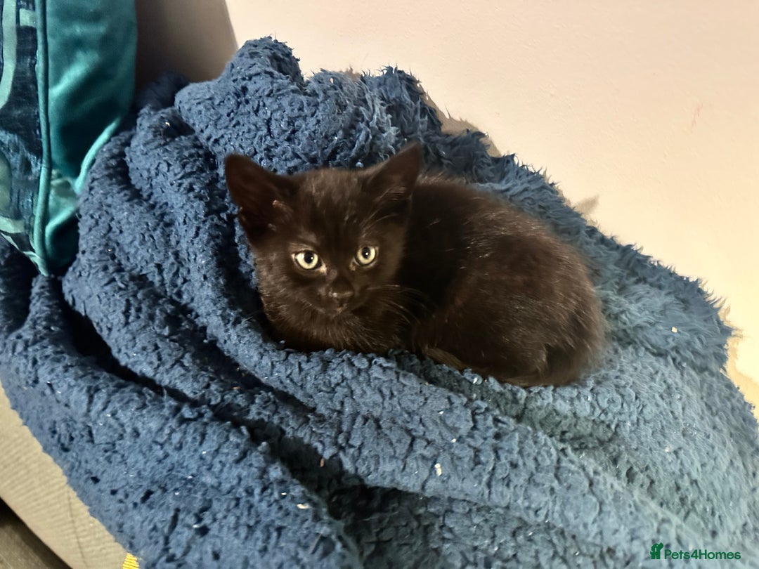 Domestic Shorthair cats for sale: ✨ Adorable Black Kittens Ready for Loving Homes  - Image 1