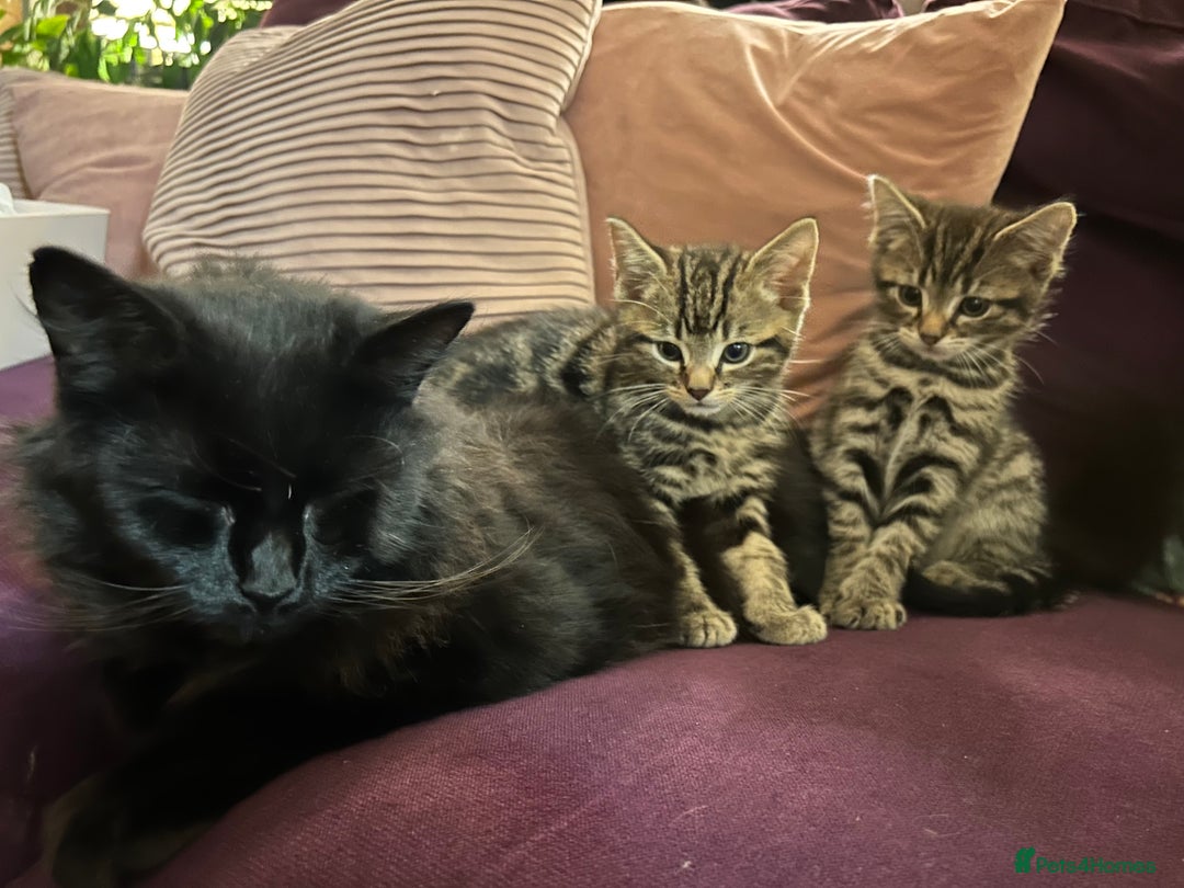 Mixed Breed cats for sale: 3x playful and sweet little kittens - Image 3