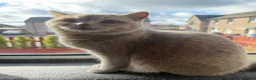 British Shorthair cats for sale: British shorthair kittens for sale  - Advert 1