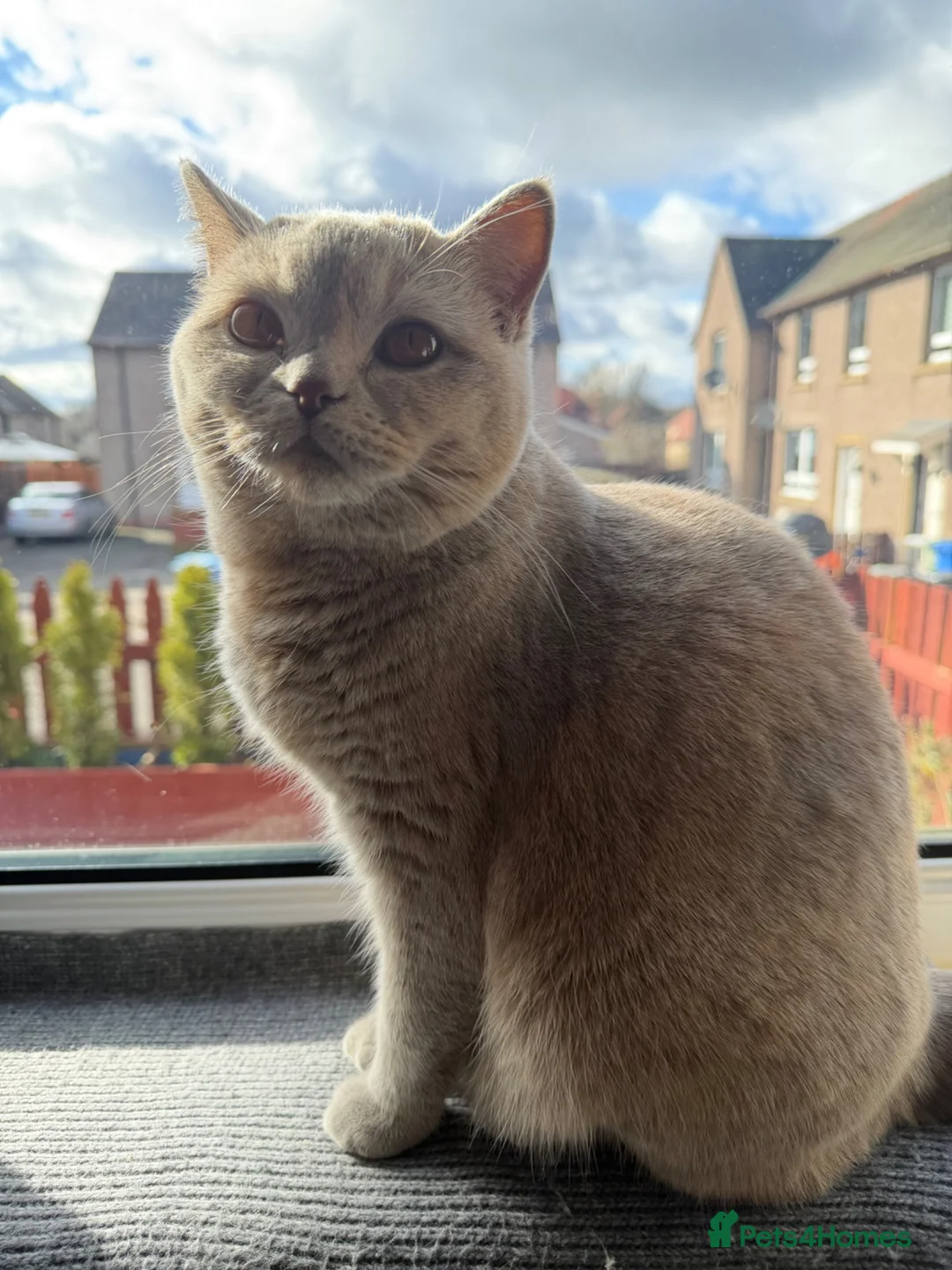 British Shorthair cats for sale: British shorthair kittens for sale  - Advert 1