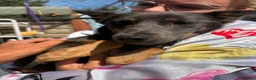 Mixed Breed dogs for adoption: Sheena - Stowmarket Suffolk  in Stowmarket - Advert 7