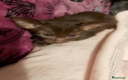 Oriental cats for sale: Full Pedigree Oriental 1 Kitten XL size ears GCCF - Advert 32