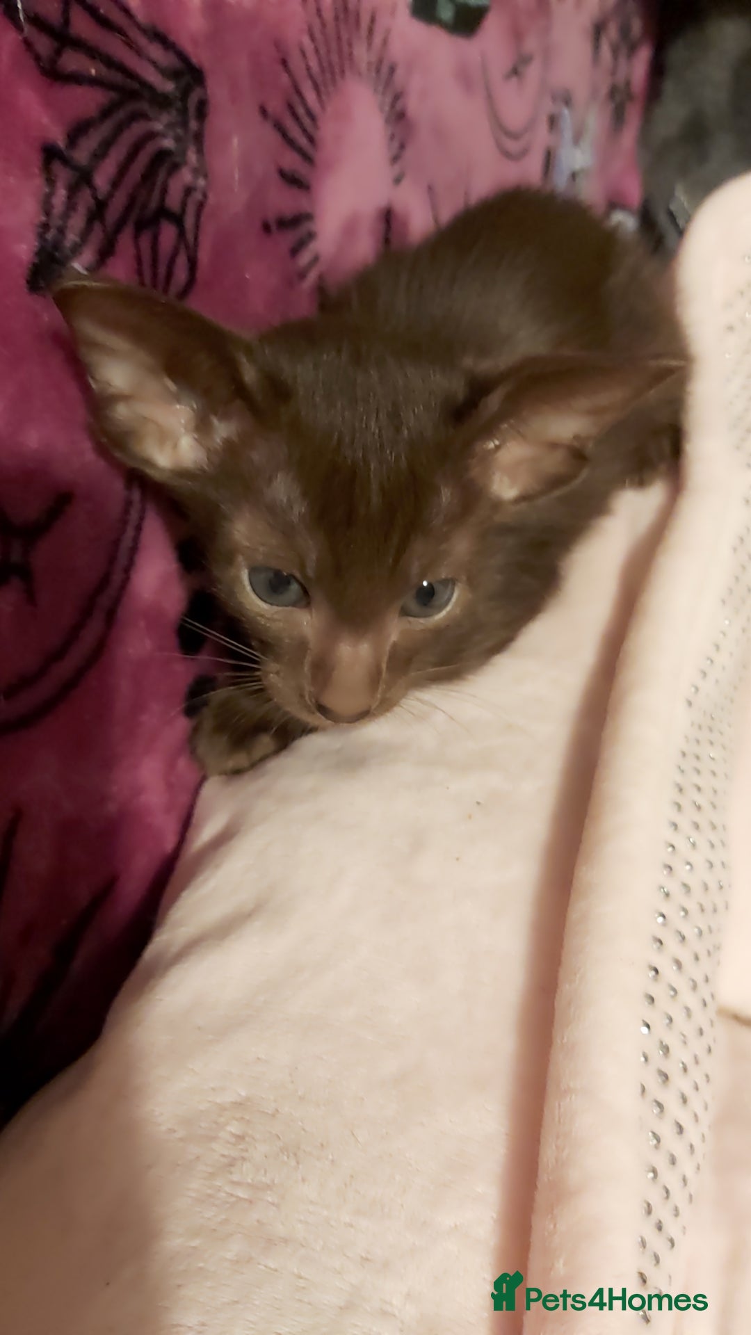 Oriental cats for sale: Full Pedigree Oriental 1 Kitten XL size ears GCCF - Advert 32