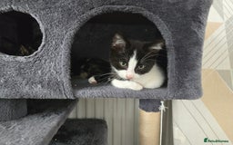 Mixed Breed cats for sale: Need a home - Image 2