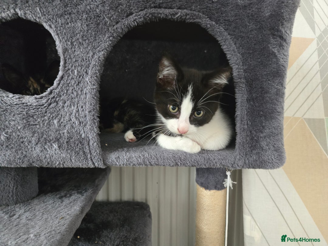 Mixed Breed cats for sale: Need a home - Image 2
