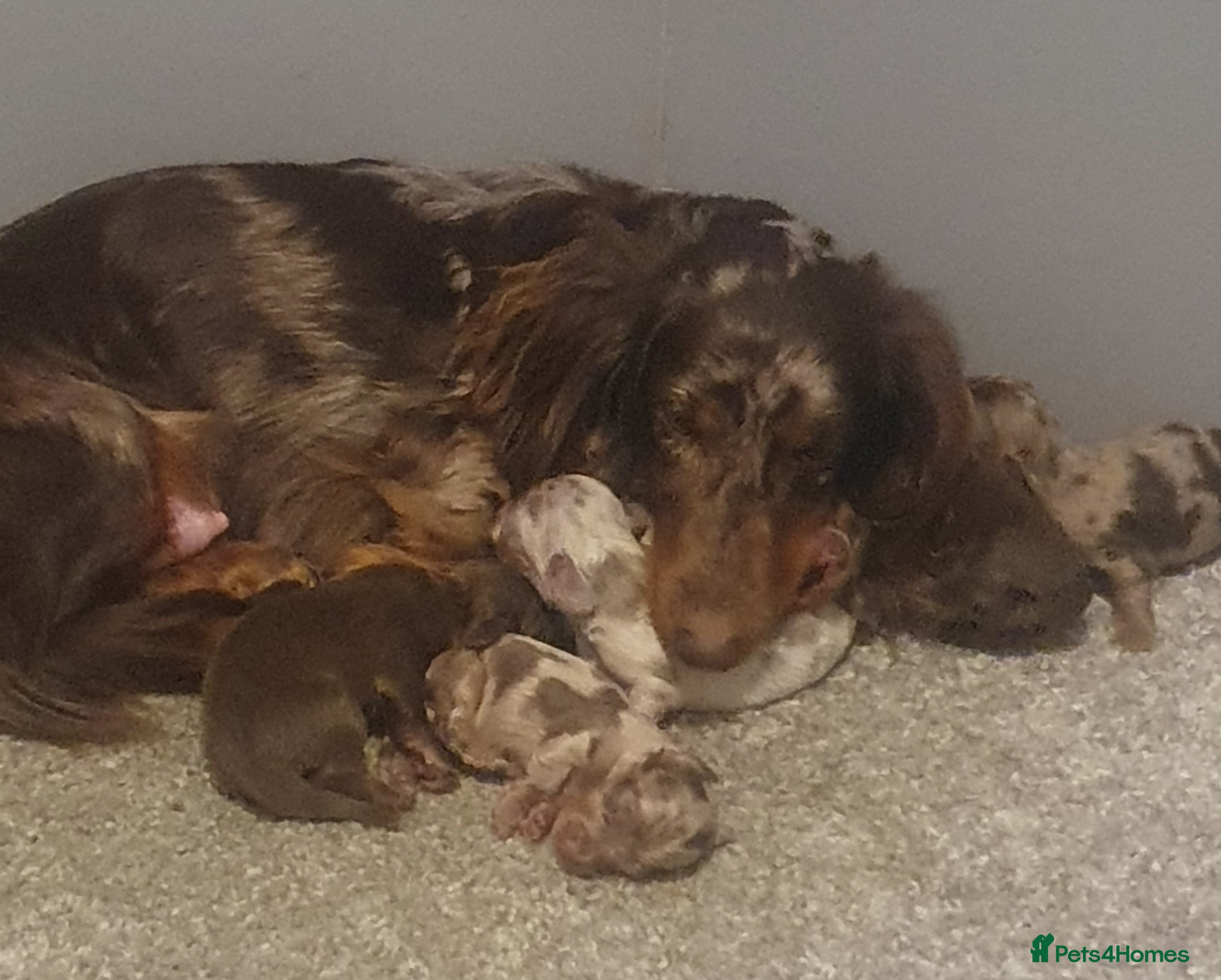 Dachshund dogs Fluffy daschund puppies  - Advert 15