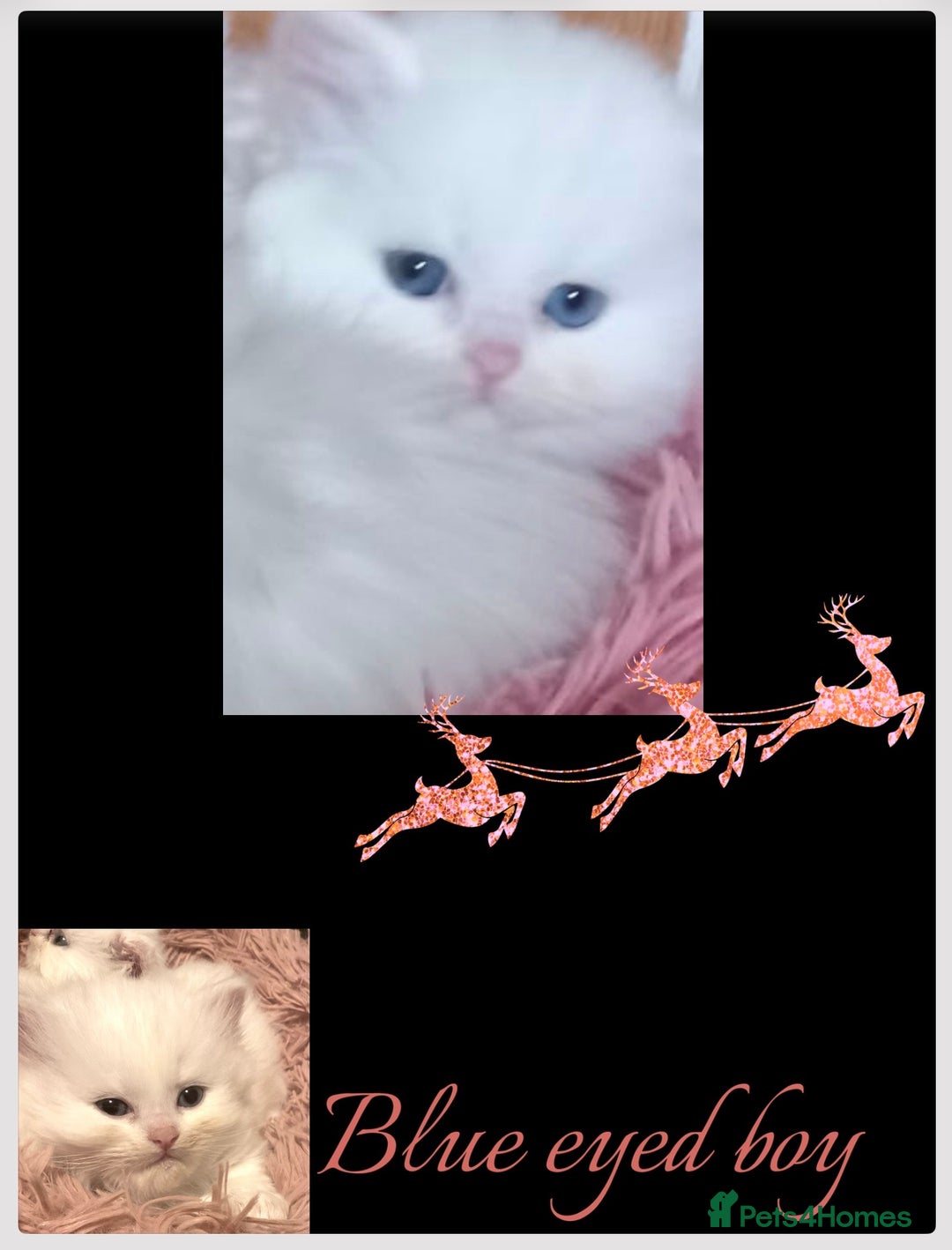 Persian cats for sale: Persians with beautiful features 4 AVAILABLE - Advert 10