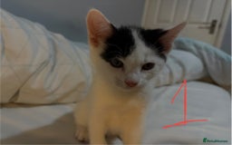 Domestic Shorthair cats for sale: 3 male kittens  - Image 2