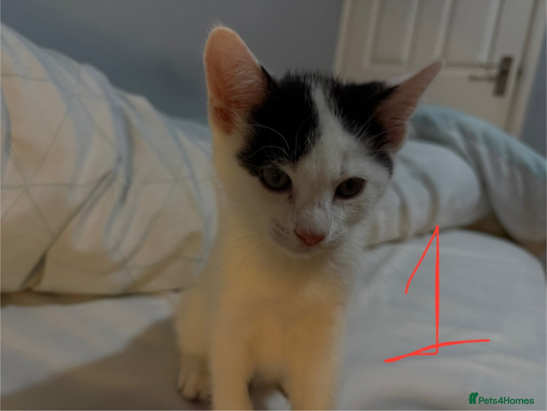 Domestic Shorthair cats for sale: 3 male kittens  - Image 2