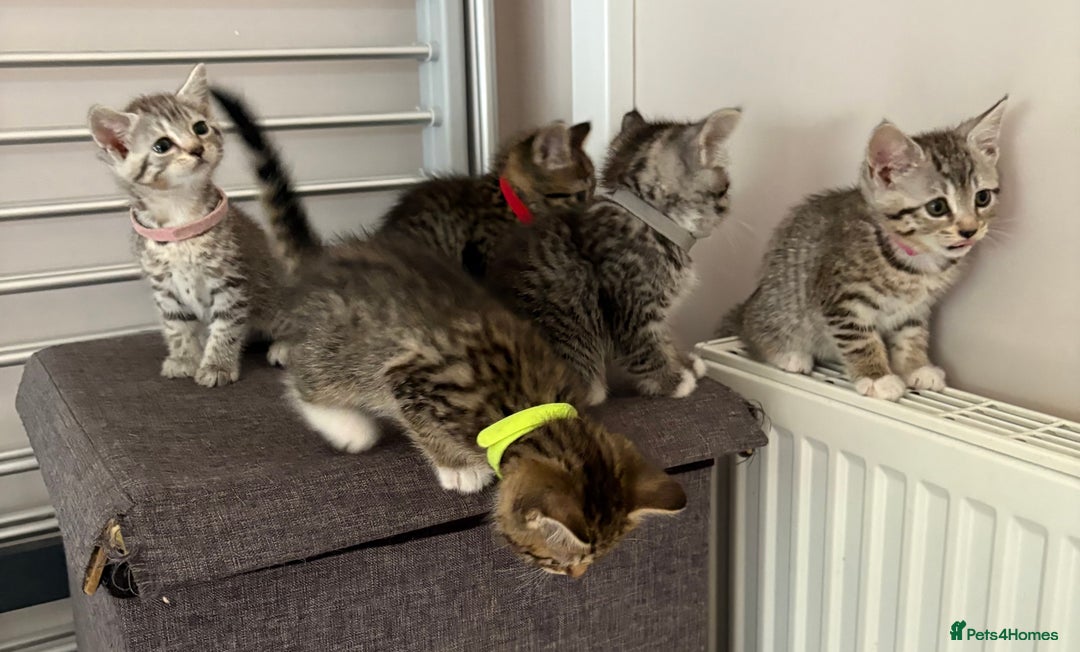 Mixed Breed cats for sale: Silver & brown British shorthair / bengal kittens  - Image 12