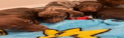 Miniature Dachshund dogs for sale: Miniature dachshund puppies  - Advert 3