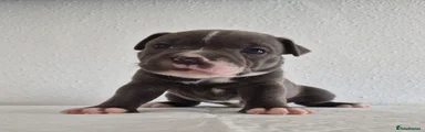 Staffordshire Bull Terrier 6