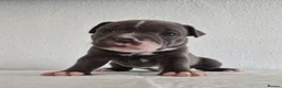 Staffordshire Bull Terrier dogs for sale: KC Registered Staffordshire Bull Terrier Puppies - Advert 11
