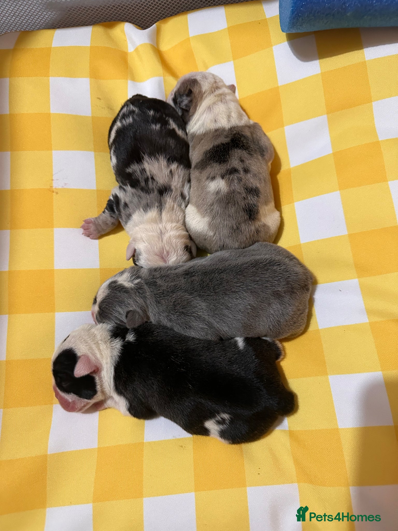 English Bulldog dogs for sale: 🐾 EXCEPTIONAL OLDE ENGLISH BULLDOG PUPPIES 🐾 - Advert 14