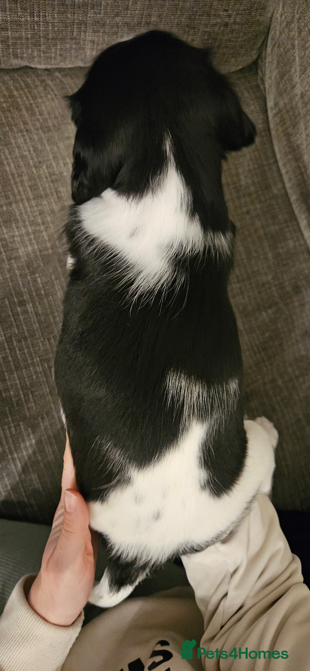 English Springer Spaniel dogs for sale: ✨ KC Registered Springer Spaniel Puppies ✨ - Advert 32