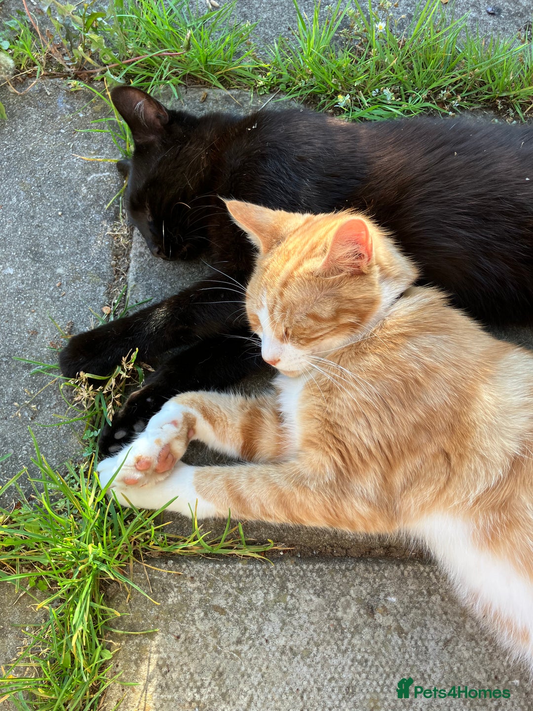 Mixed Breed cats for sale: Maine Coon Cross - Advert 4