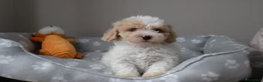 Cavapoo Puppy 1