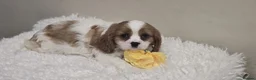 Cavalier King Charles Spaniel dogs for sale: Cavalier King Charles puppies  in Banbridge - Advert 5