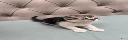 Scottish Fold cats for sale: Scottish Fold x American Wirehair Kittens - Advert 8