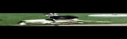 Mixed Breed dogs for sale: Sproodle Puppys for sale  in Aldershot - Advert 1