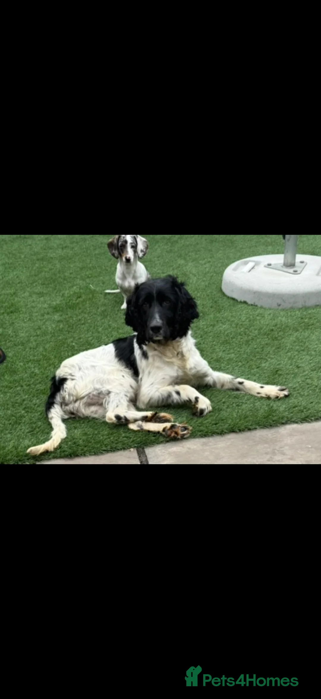 Mixed Breed dogs for sale: Sproodle Puppys for sale  in Aldershot - Advert 1