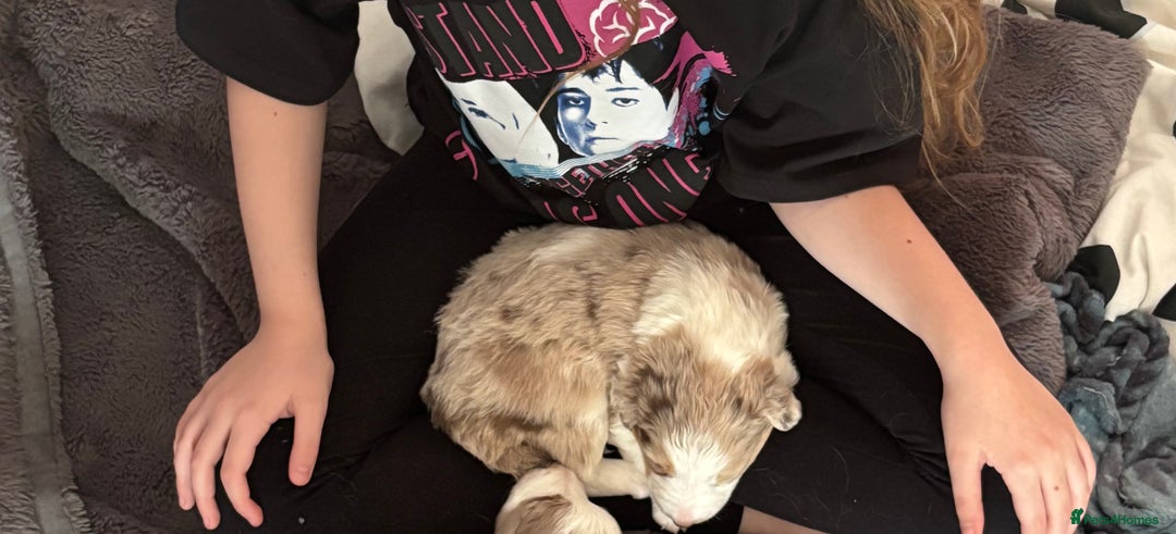 Border Collie dogs for sale: Only one girl left. - Image 8