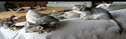 Bengal cats for sale: 3/4 Bengal Kittens - Advert 1