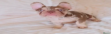 French Bulldog 2