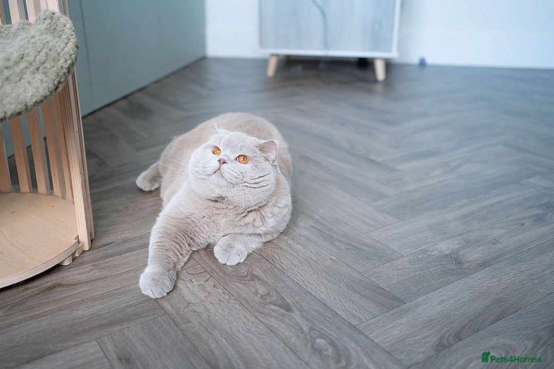 Scottish Fold cats for sale: Scottish straight - Image 13