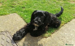 Cocker Spaniel dogs for sale: Working type Cockerspaniel pups kc registered dad  - Image 10