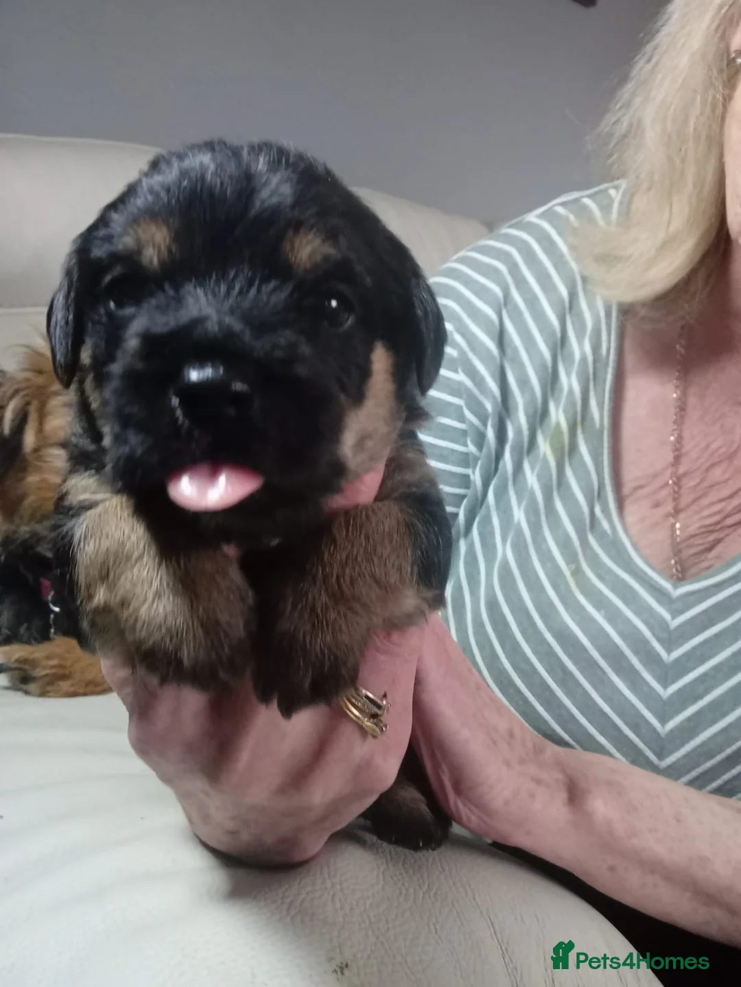 Border Terrier dogs for sale: Border Terrier puppies for sale - Advert 2