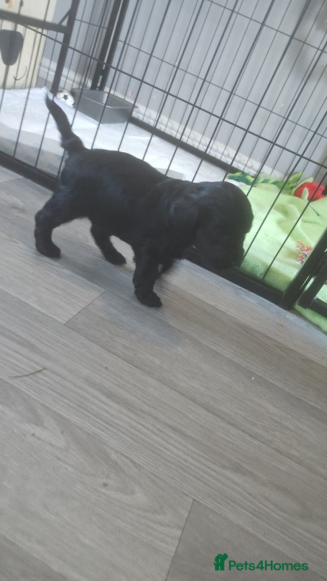 Cockapoo dogs for sale: 1 LEFT Toy f1b cokapoos🐶🐶 - Advert 30