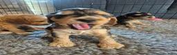 Cockapoo dogs for sale: 🐾 Beautiful F1 Cockapoo Puppies 🐾  - Advert 28
