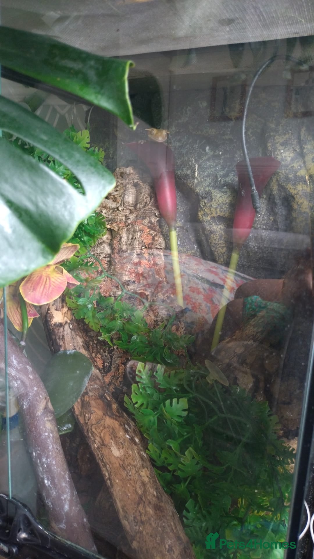 Gecko reptiles for sale: Tailless Crested Gecko with terrarium and extras - Image 9