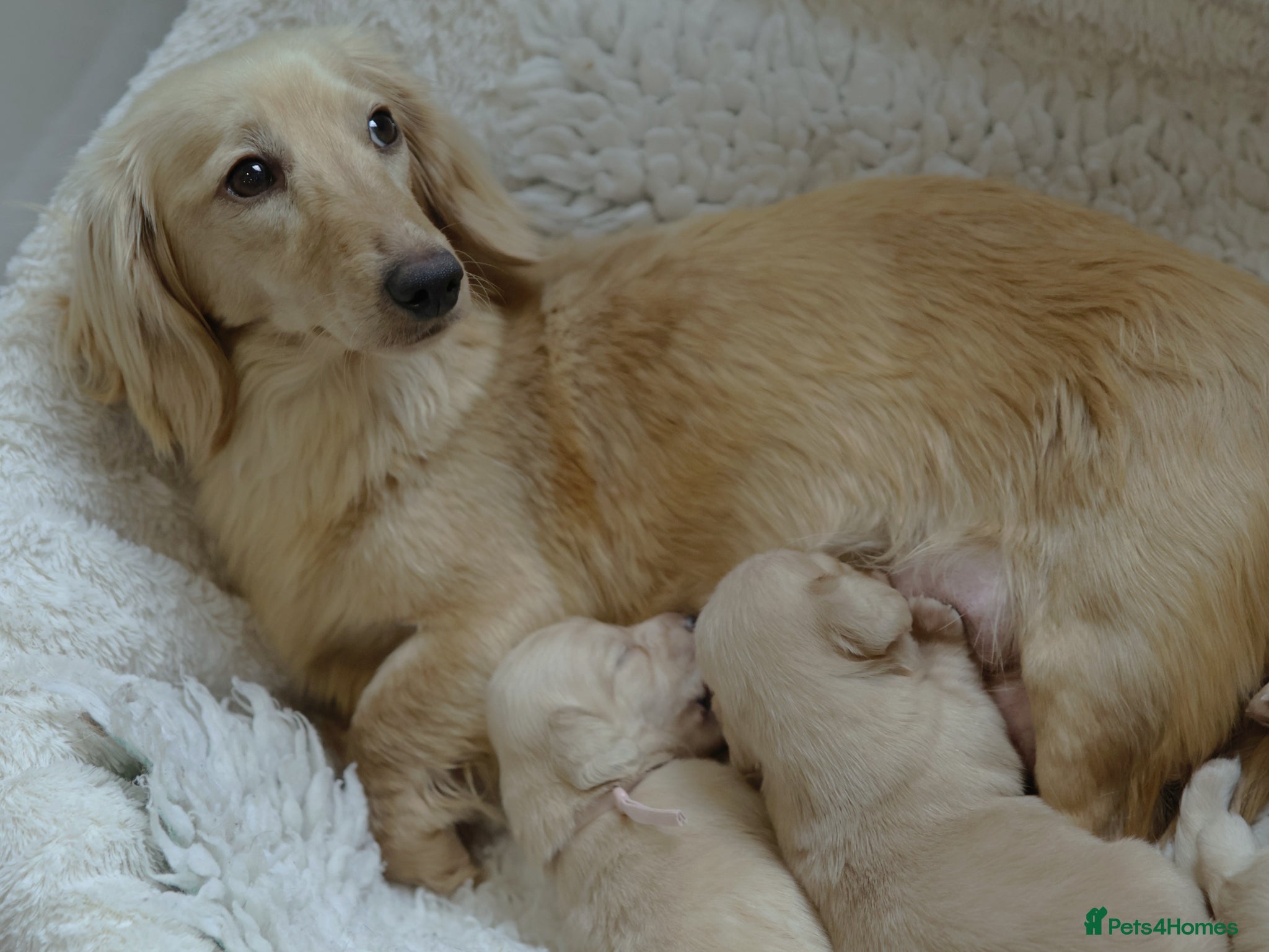 Miniature Dachshund dogs 5*Licensed+Cream+Long Hair+KC+VetChecked+PRAClear - Advert 2