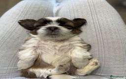 Shih Tzu dogs for sale: Three Beautiful male Shih tzu puppies  - Image 4