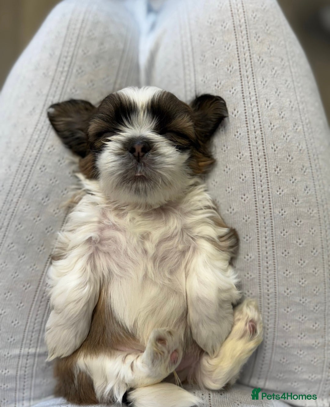 Shih Tzu dogs for sale: Three Beautiful male Shih tzu puppies  - Image 4
