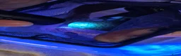 Axolotl reptiles for sale: Beautiful hypo baby Axolotls available last few  - Advert 5